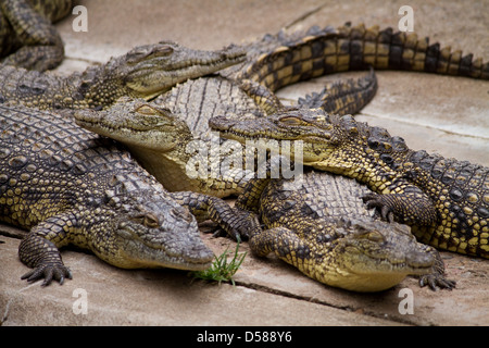 Nile crocodiles (Crocodylus niloticus) at the Crocodile farm in St Lucia, Kwazulu-Natal, South Africa Stock Photo