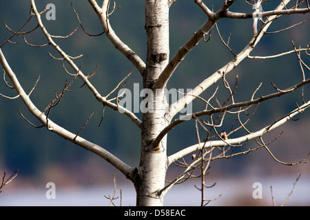 Close up of a barren tree in very early spring. Stock Photo