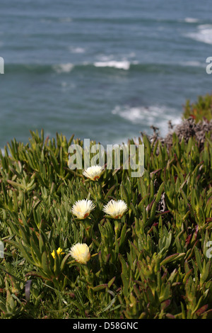 Flowers and ice plant overlooking the coast at Bodega Head in California. Stock Photo