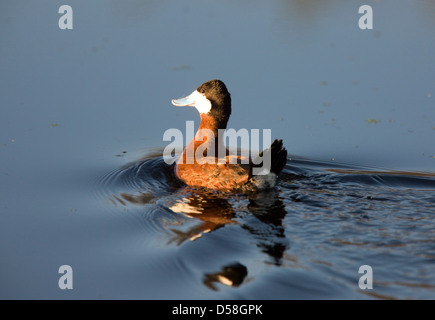 Ruddy Duck close up swimming in Prairie pond Stock Photo