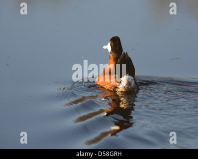 Ruddy Duck close up swimming in Prairie pond Stock Photo