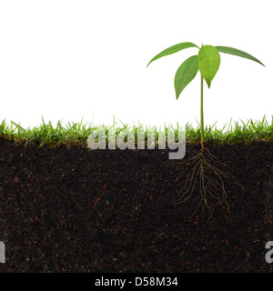 cross section of grass and soil against white background Stock Photo ...