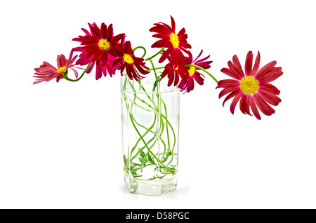 Bouquet of crimson flowers of pyrethrum in tall glass with water isolated on white background Stock Photo