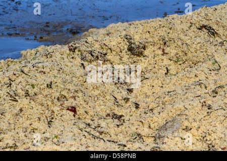Pacific Herring (Clupea pallasii) spawn washed up along the shoreline in north Nanaimo, Vancouver Island, BC, Canada in March Stock Photo