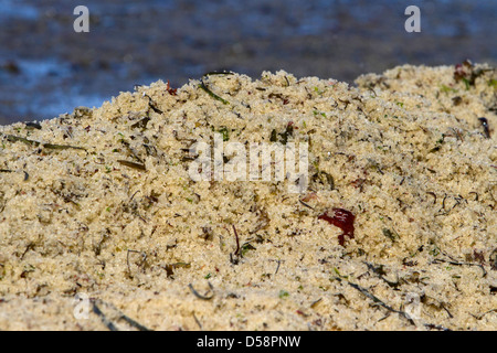 Pacific Herring (Clupea pallasii) spawn washed up along the shoreline in north Nanaimo, Vancouver Island, BC, Canada in March Stock Photo