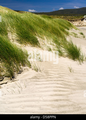 Grass and other dune plants stabilize the high sand dunes on the beach at Mason Bay, Stewart Island (Rakiura), New Zealand. Stock Photo