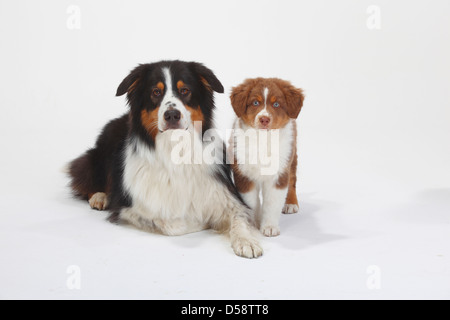 Australian Shepherd, black-tri, with puppy, red-tri, 9 weeks |Australian Shepherd, black-tri, mit Welpe, red-tri, 9 Wochen Stock Photo