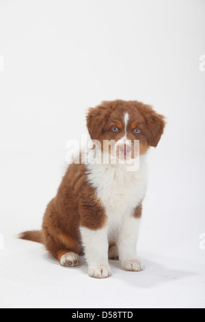 Australian Shepherd, puppy, red-tri, 9 weeks |Australian Shepherd, Welpe, red-tri, 9 Wochen Stock Photo