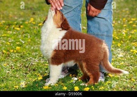 Australian Shepherd, puppy, red-tri, 9 weeks, getting treat from owner Stock Photo