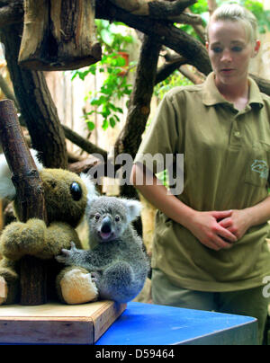 Das erst 215 Tage alte Koala Baby Joe wird am Freitag (11.06.2010) im Gehege des Duisburger Zoos von Tierpflegerin Janet auf die Waage gesetzt. Das kleine Pelztierchen ist zum ersten mal öffentlich gewogen worden. Es wiegt 528 Gramm und fühlt sich außerhalb von Mamas Beutel sehr sicher.  Foto: Roland Weihrauch dpa/lnw Stock Photo