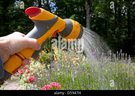 person watering flowers with hosepipe Stock Photo