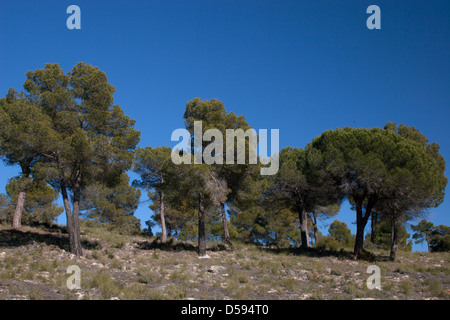 pine trees (pina carasca) in the Sierra de Segura region of Albacete ...