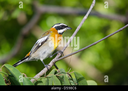 Western Spindalis perched on branch Stock Photo