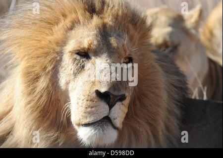 A lion rests in the grass at the The Rhino and Lion Nature Reserve, around 40 kilometres north of Johannesburg, South Africa 15 June 2010. The reserve is the habitat of rhinos, lions, buffalos, hippos and other animals domiciled in South Africa. Photo: Achim Scheidemann Stock Photo