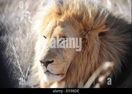 A lion rests in the grass at the The Rhino and Lion Nature Reserve, around 40 kilometres north of Johannesburg, South Africa 15 June 2010. The reserve is the habitat of rhinos, lions, buffalos, hippos and other animals domiciled in South Africa. Photo: Achim Scheidemann Stock Photo