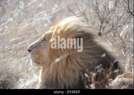 A lion rests in the grass at the The Rhino and Lion Nature Reserve, around 40 kilometres north of Johannesburg, South Africa 15 June 2010. The reserve is the habitat of rhinos, lions, buffalos, hippos and other animals domiciled in South Africa. Photo: Achim Scheidemann Stock Photo