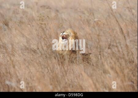 A lion rests in the grass at the The Rhino and Lion Nature Reserve, around 40 kilometres north of Johannesburg, South Africa 15 June 2010. The reserve is the habitat of rhinos, lions, buffalos, hippos and other animals domiciled in South Africa. Photo: Achim Scheidemann Stock Photo