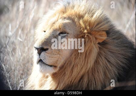 A lion rests in the grass at the The Rhino and Lion Nature Reserve, around 40 kilometres north of Johannesburg, South Africa 15 June 2010. The reserve is the habitat of rhinos, lions, buffalos, hippos and other animals domiciled in South Africa. Photo: Achim Scheidemann Stock Photo