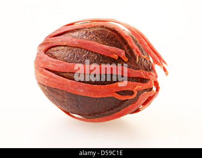 NUTMEG WITH MACE Stock Photo