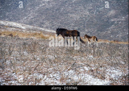 Exmoor has a dusting of snow overnight as freezing conditions still grip the UK. Exmoor ponies and their new born foals huddle for warmth near Dunkery Beacon, Somerset    From Shoot: snow exmoorCredit: guy harrop / Alamy Live News Stock Photo