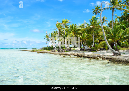 Coconut palms on the beach of a desert island near Tahiti in French Polynesia in the pacific ocean. Stock Photo