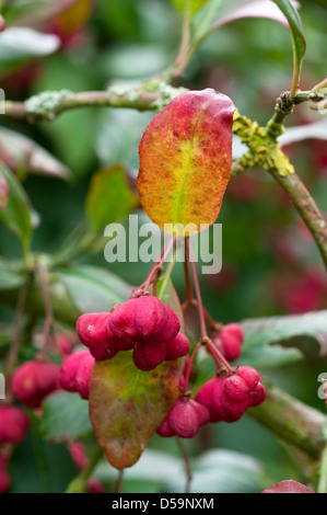 Reddish pink berries of Euonymus europaeus 'Red Cascade' in autumn. Stock Photo