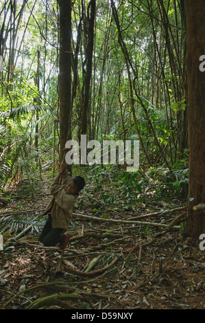 swinging on a vine on a jungle trek in Luang Nam Tha, Laos Stock Photo ...