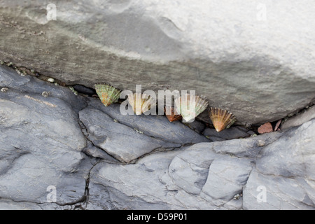 Limpets under a rock on Kilve Beach, Somerset