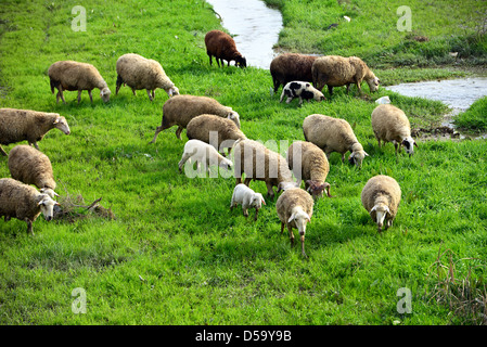 sheep grazing on green meadow Stock Photo