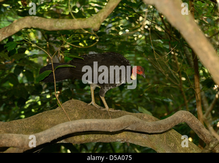Australian Brush Turkey (Alectum lathami) walking on tree branch, Queensland, Australia, November Stock Photo