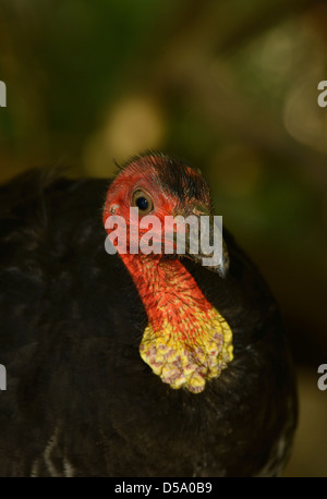 Australian Brush Turkey (Alectum lathami) close-up of head and neck, Queensland, Australia Stock Photo