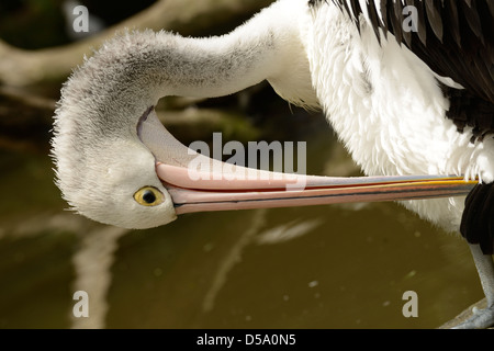 Australian Pelican (Pelecanus conspicillatus) adult preening, Queensland, Australia, November Stock Photo
