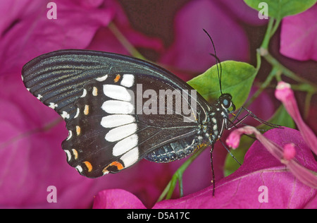 The Common Mormon (Papilio polytes) is a common species of swallowtail butterfly widely distributed across Asia. Stock Photo