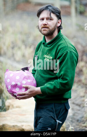 London, UK. 27th March 2013.  Paul, zoeekeeper, puts some tender pieces of meat hidden inside Easter themed treats including a papier mache bunny at ZSL London Zoo for Sumatran tigers Jae Jae and Melati to enjoy Piero Cruciatti / Ģ����ý Live News Stock Photo