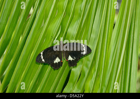 Orchard Swallowtail or Large Citrus Butterfly (Papilio aegeus) female at rest on leaf, Queensland, Australia, November Stock Photo