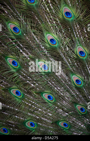 Detail in the feathers of an Indian Peafowl or Blue Peafowl, commonly known as a Peacock Stock Photo