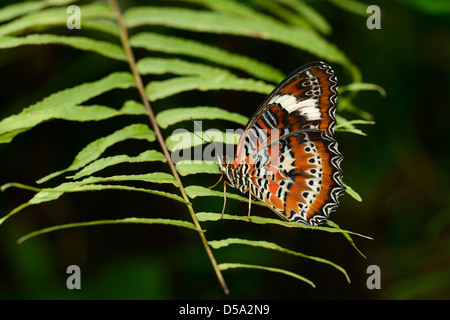 Orange Lacewing Butterfly (Cethosia penthesilea) at rest on leaf, showing pattern on underside of wings, Queensland, Australia,