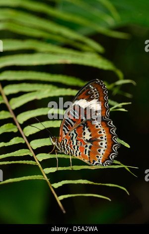 Orange Lacewing Butterfly (Cethosia penthesilea) at rest on leaf, showing pattern on underside of wings, Queensland, Australia,