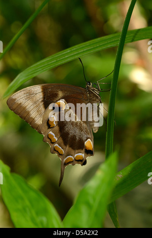 Ulysses Butterfly (Papilio ulysses joesa) at rest on leaf with wings closed, view of underside of wings, Queensland, Australia, Stock Photo