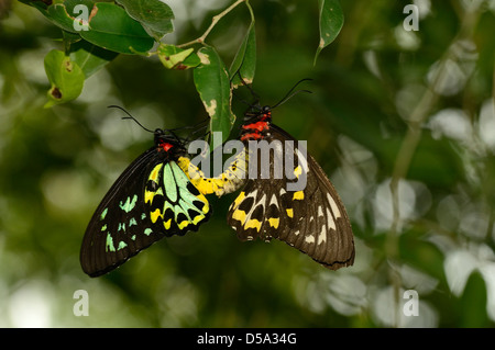 Cairns Birdwing Butterfly (Ornithoptera euphorion) male and female mating, Queensland, Australia, November Stock Photo