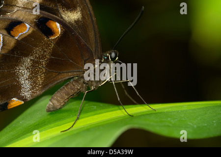 Ulysses Butterfly (Papilio ulysses joesa) at rest on leaf with wings closed, Queensland, Australia, November Stock Photo