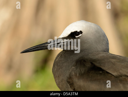 Black Noddy Tern ( Anous minutus) close-up of adult head, Queensland, Australia, November Stock Photo