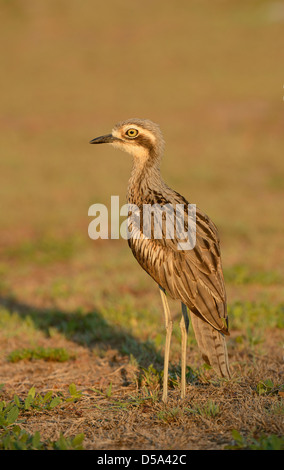 Bush Stone-curlew or Bush Thick-knee (Burhunis grallarius) standing, Cairns, Australia, November Stock Photo