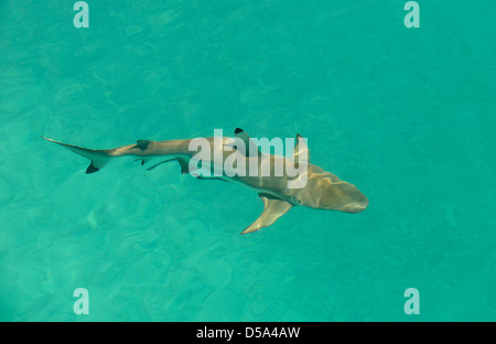 Blacktip Reef Shark (Carcharhinus melanopterus) swimming in shallow water, view from above, Queensland, Australia Stock Photo