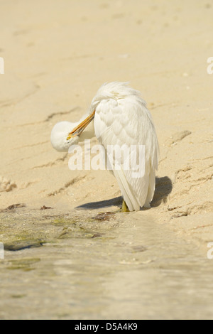 Eastern or Pacific Reef Egret (Egretta sacra) white form, standing on sandy beach preening, Queensland, Australia, November Stock Photo