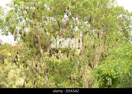 Little Red Flying Fox Bat (Pteropus scapulatus) large group hanging from tree branches in daytime roost, Queensland, Australia, Stock Photo