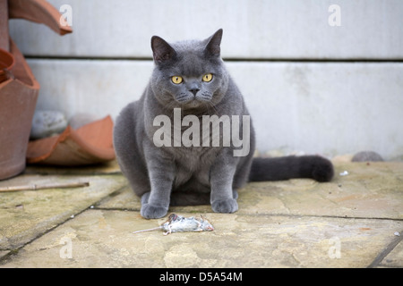 British blue Cat with dead mouse Stock Photo