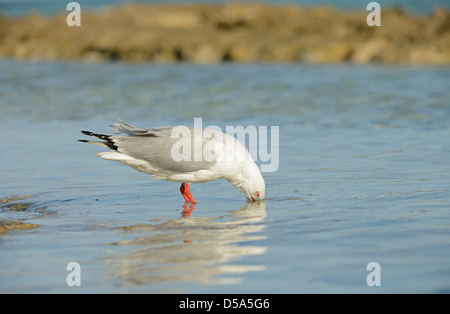 Silver Gull (Larus novaehollandiae) adult drinking sea water, Queensland, Australia, November Stock Photo