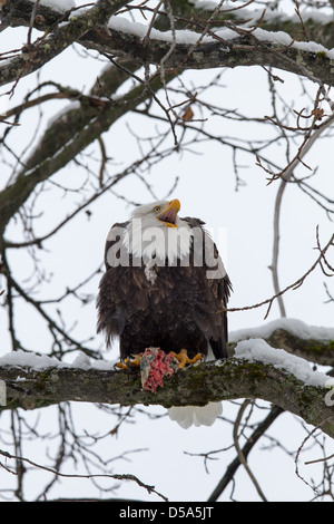 Bald Eagle in tree eating salmon Stock Photo