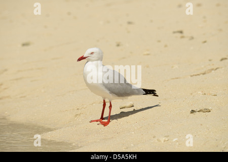 Silver Gull (Larus novaehollandiae) adult standing on the beach, Queensland, Australia, November Stock Photo